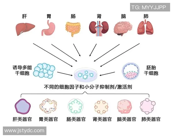 广州排球队运营革新探索：从管理模式到市场推广的全方位提升之路