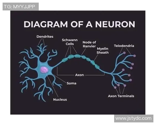 探索anz中央脉搏与北方神秘之间的奇妙联系与深层意义